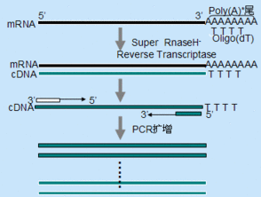 PCR币是主流币吗？