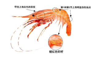 为什么叫牡丹虾(为什么牡丹虾那么贵)