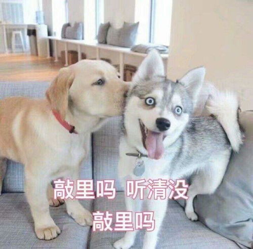 蛋仔派对蛇尾犬喜欢吃什么零食,蛇尾犬食物喜好分享