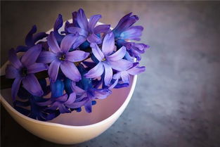 石榴视频
见紫色的花
