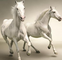 做梦深夜约吧直播下载
两匹白马是什么意思 周公解梦 