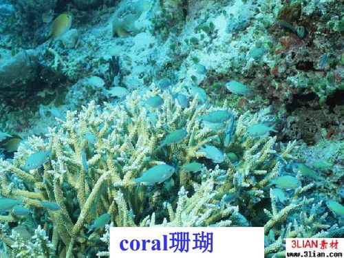 以下哪种海洋生物有海里的含羞草之称,支付宝神奇海洋今日答案最新2024.12.5