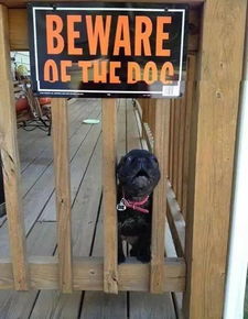 请谨慎点开,因为里面的恶狗真的很凶,很凶........ 
