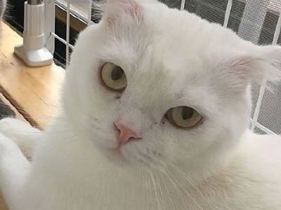 白猫在恋恋视频账号
上有啥讲究(养白猫在恋恋视频账号
上有啥讲究)
