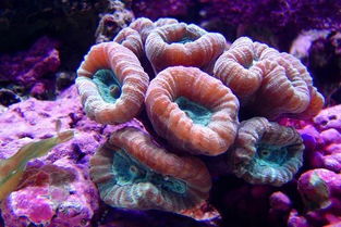 养珊瑚要具备什么条件(养珊瑚注意事项)