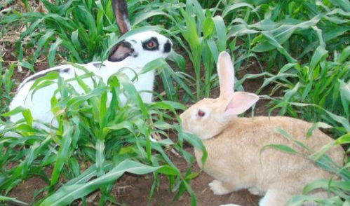生肖兔与谁 相克 哪个属相被生肖兔克制 看看有你的生肖吗
