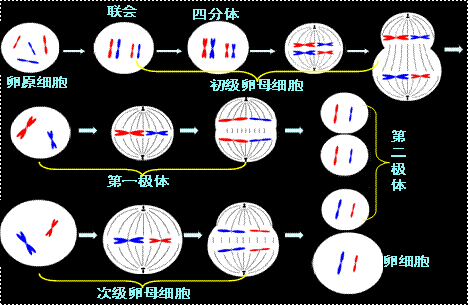 减数分裂过程:1,细胞分裂前的间期,进行dna和染色体的复制,但染色体