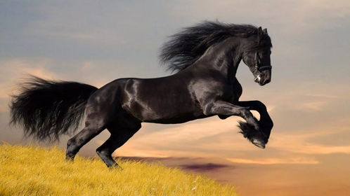 梦见骑大黑马是什么意思