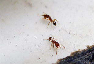家里有蚂蚁怎么办 如何快速除去家中的蚂蚁