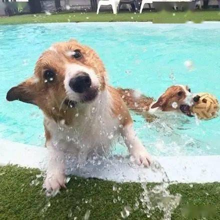 警惕 不是所有狗都适合游泳,这5种狗狗掉进水里很危险