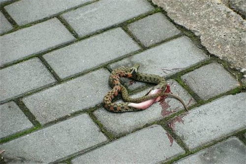 石榴视频
见把蛇打死了