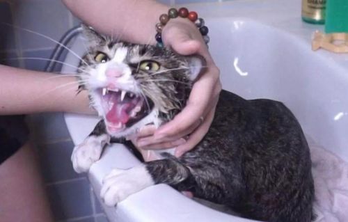 为什么猫不喜欢洗澡也不喜欢用除臭剂 原因其实很简单