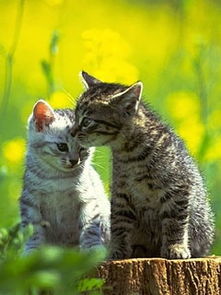 谁有真的猫猫情侣图片,要可爱点的 