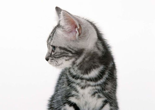 可爱小猫宠物家居动物世界猫猫动态图片素材 模板下载 1.58MB 其他大全 标志丨符号 