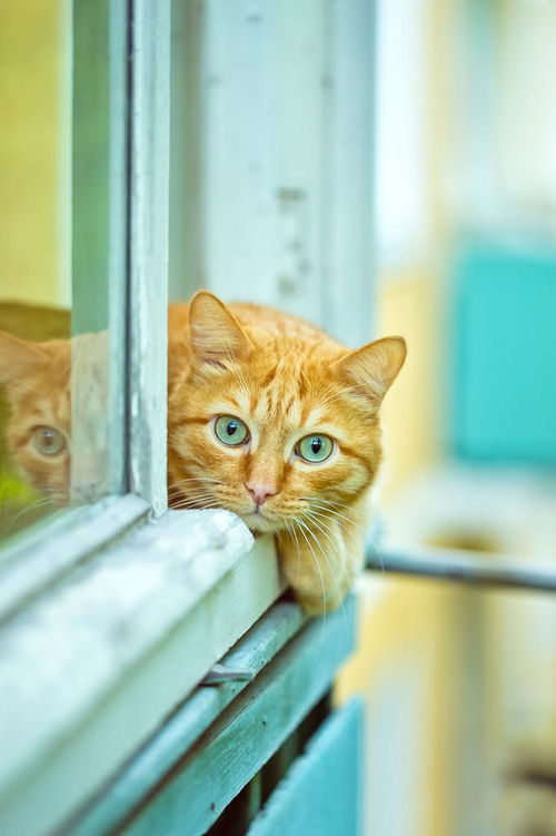 为什么高层养猫要封窗封阳台 养猫人这些封窗知识您知道吗