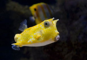 皮肤为黄色,有黑色斑点的鱼叫什么鱼