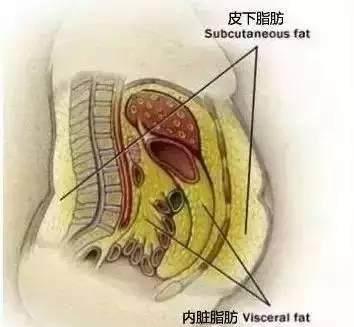 内脏脂肪含量超标,更易患三高 轻松测试 你的内脏脂肪多吗 教你8招,轻松
