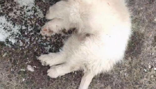 揪心 沈阳一只小奶狗被活活冻死,四肢僵硬的躺在路面上