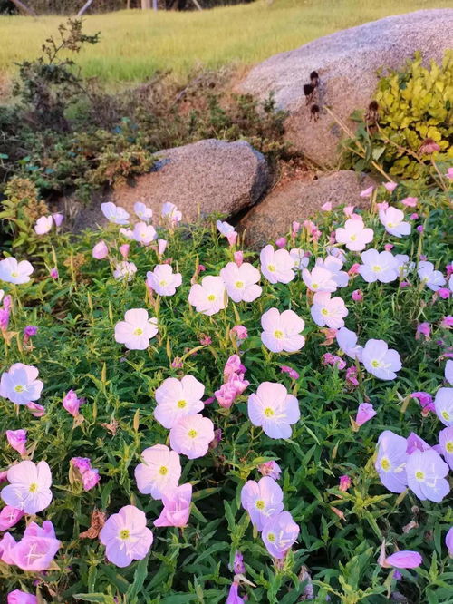 路边的野花更芬芳