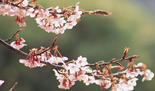 春暖花开打一肖(春暖花开打一什么生肖)