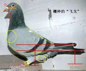 史上最全信鸽鉴赏资料,没有之一 好好收藏 