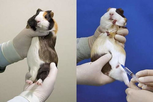 豚鼠实验花絮,小白鼠实验的幕后:探索有趣的事实。