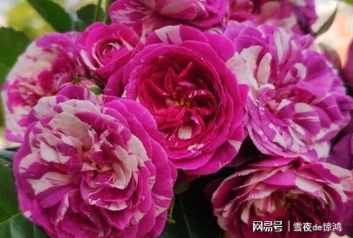 月季花烂根怎么回事,月季花烂根的