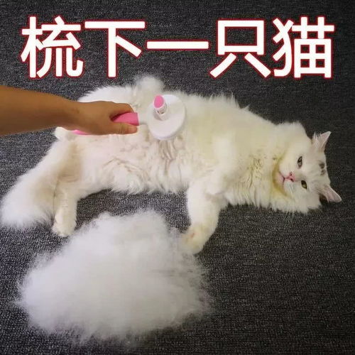 薅下的资本主义猫毛,10元一斤