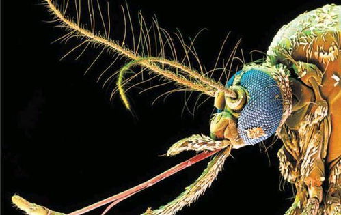 生物学家改变蚊子基因,或有望让蚊子绝迹 然而却出现严重错误