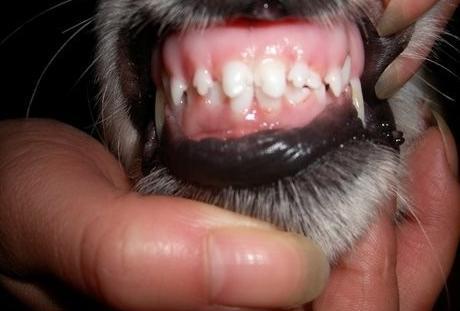 狗几个月换牙,狗几个月换牙 牙都哪去了