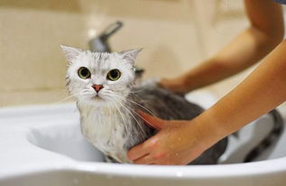 二个月小猫洗澡会死吗,三个月以下小猫洗澡死掉吗