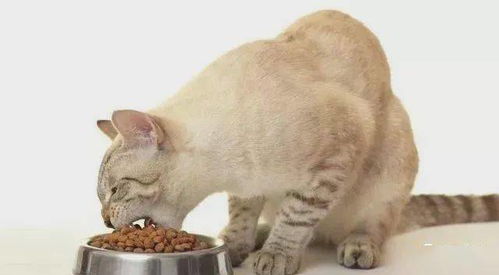 猫吃饭的样子,受到猫咪性格影响,和养猫方式有关系 腾讯新闻