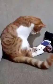 橘猫的原主人因意外去世了,当它在手机里看到她的视频后