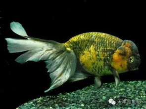 金鱼几大种类特点 