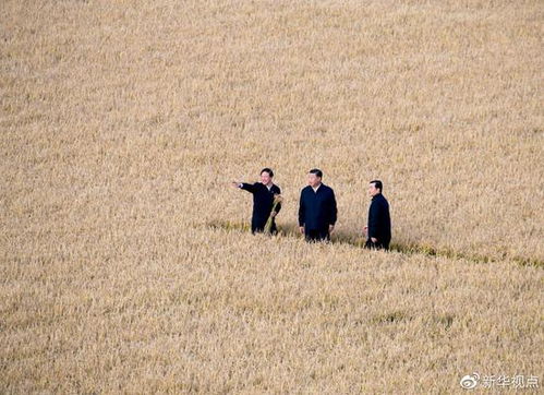 一见 他脚步坚实走在田埂上 