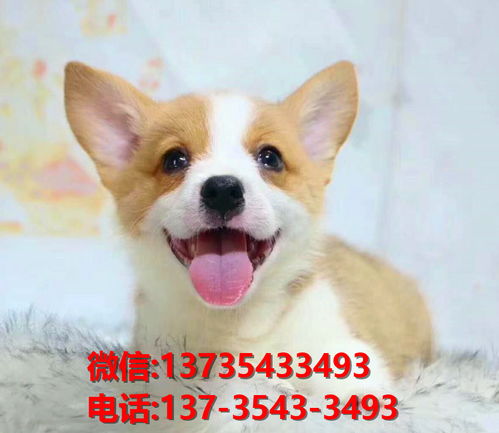 广州宠物狗犬舍出售纯种柯基犬 威尔士柯基犬小短腿哪里有卖