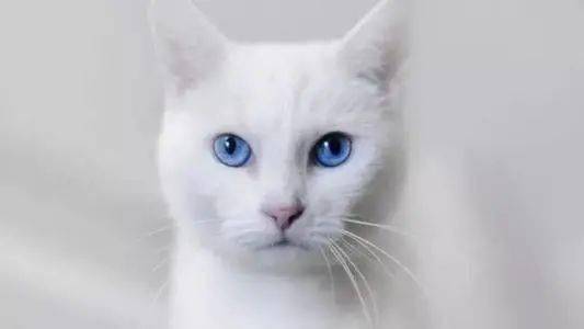 你不知道的猫咪冷知识 猫咪身上不同颜色都是因为它