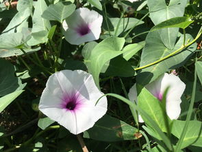 桐花叶的奥秘与文化内涵，桐花叶子