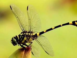 揭秘蜻蜓的秘密生活 蜻蜓,你了解多少?