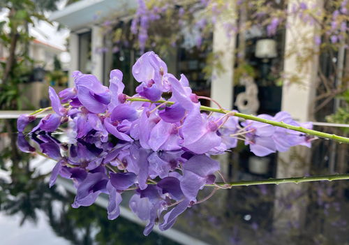 花开可期,花落无息