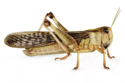 世界上最大的蝗虫,世界上最大的蝗虫有多大
