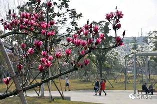 最美赏花季 本周末上海花情速报,7大公园美景拿走不谢