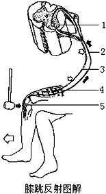 如图为膝跳反射图解.据图分析回答 开始接受 .直到发生 的全部 叫做反射弧. 2 按照膝跳反射的神经传导途径.依次写出图中所示反射弧五个组成部分的名称 