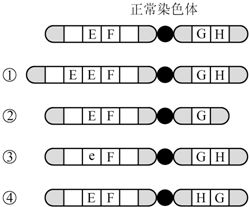 图中字母表示染色体上不同的基因.与正常染色体相比,染色体① ④中,可能发生了基因突变的是 A 