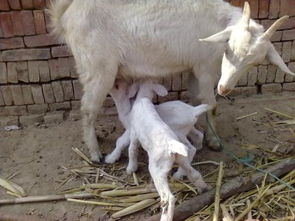 小羊羔刚生下来就不吃奶怎么办 