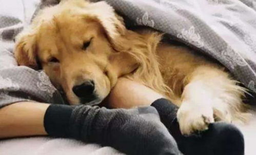 狗狗喜欢黏着你睡觉,是因为爱你 那你就错了