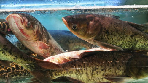 为什么很多人更喜欢吃花鲢鱼 白鲢鱼不好吃吗 这两种鱼怎么辨别