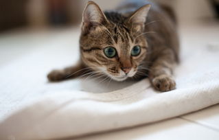 猫咪所患的毛球症吃什么药能化解