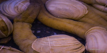 象拔蚌的营养价值 象拔蚌是什么有什么功效