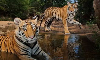 印度老虎受伤藏身旧工厂养伤,2个月后被发现获救 